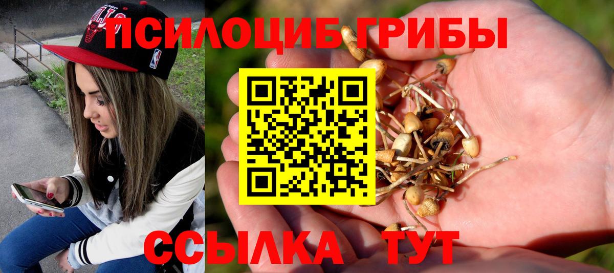 Псилоцибиновые грибы Psilocybine cubensis Бирск